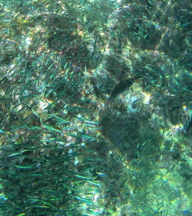 small, colorful fish in the bvi