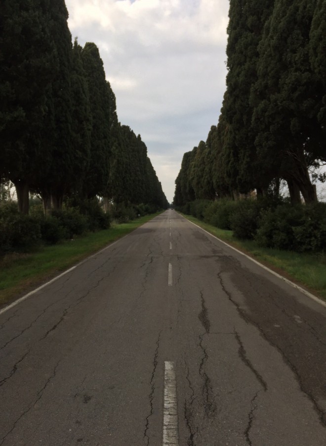 the drive to bolgheri, italy